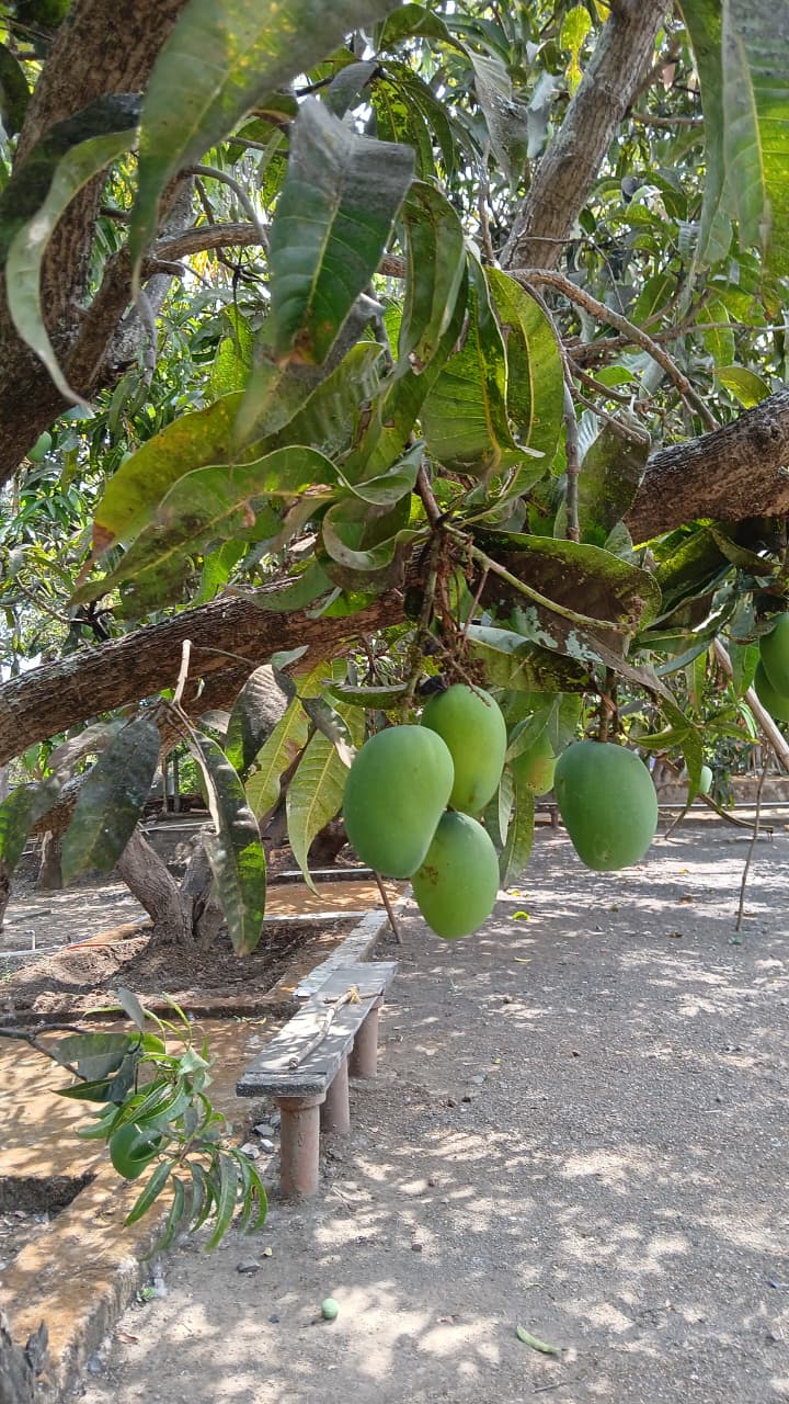 Fresh mangoes growing on farmhouse plot for sale near Chinchani Beach