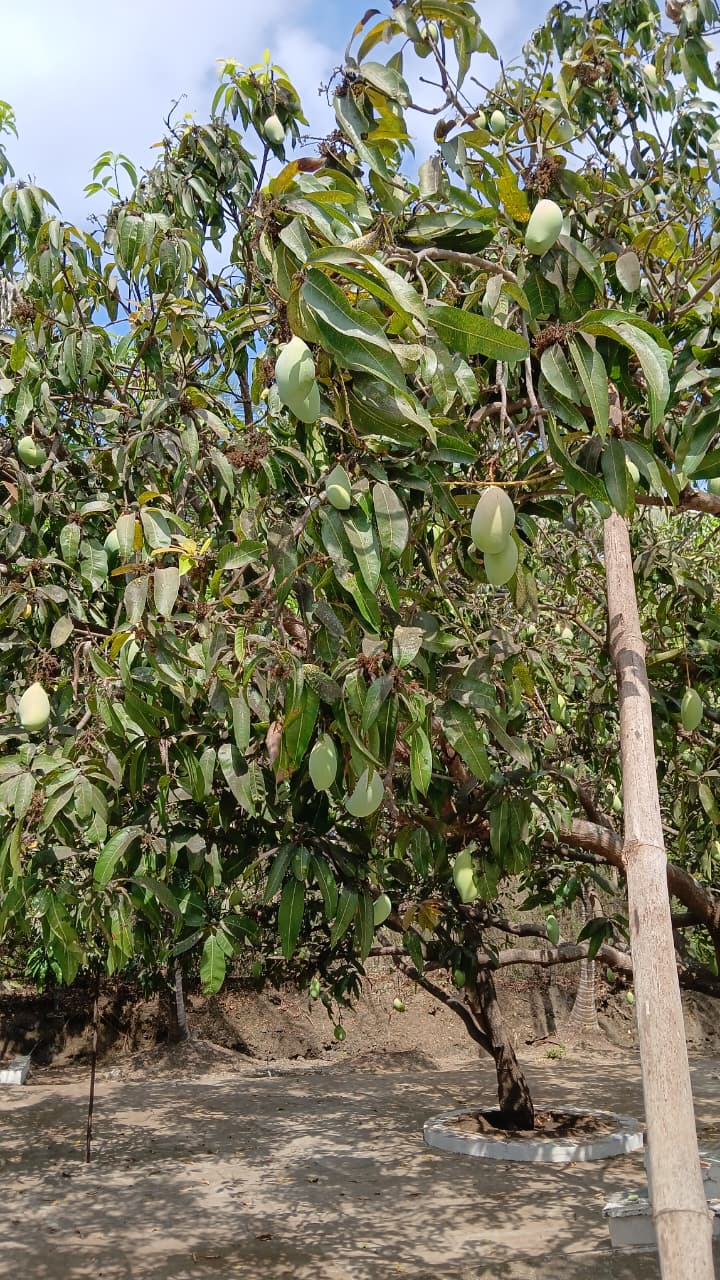 Mature mango orchard on 70 Guntha farmhouse plot for sale in Chinchani near Chinchani Beach