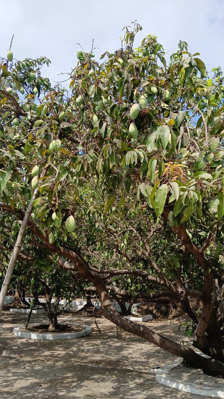 Mango trees on farmhouse land for sale in Chinchani, Dahanu taluka